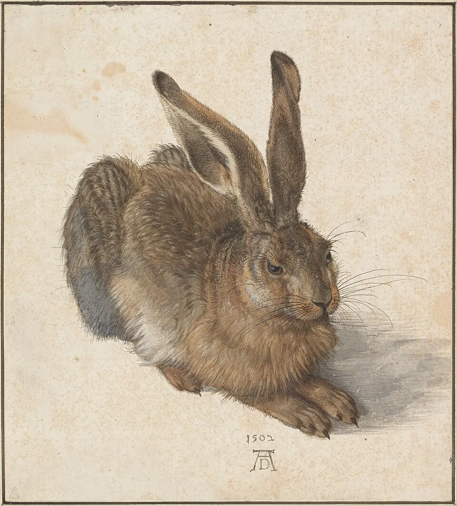 Young Hare, Albrecht Dürer, 1502